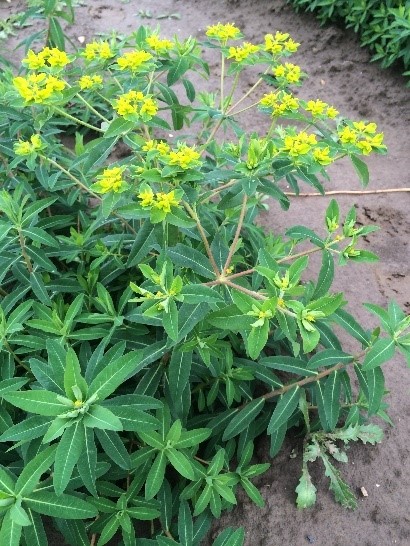 a garden with yellow flowers